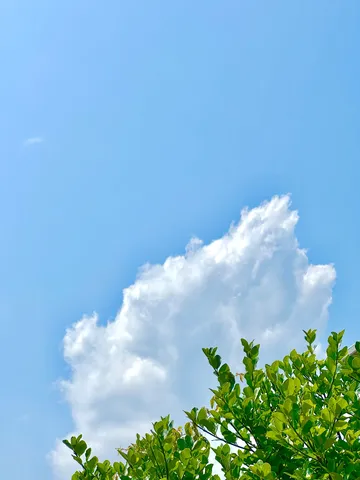 夏の空と緑の葉