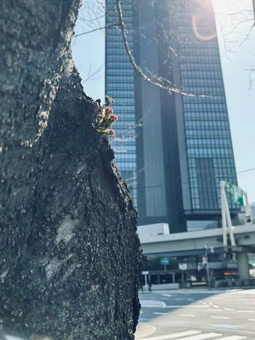 都会に芽吹く生命の息吹