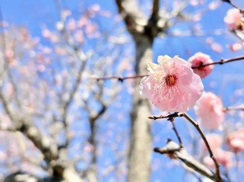 青空に咲くやわらかな花