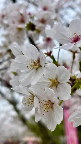 春風に舞う、桜色の夢