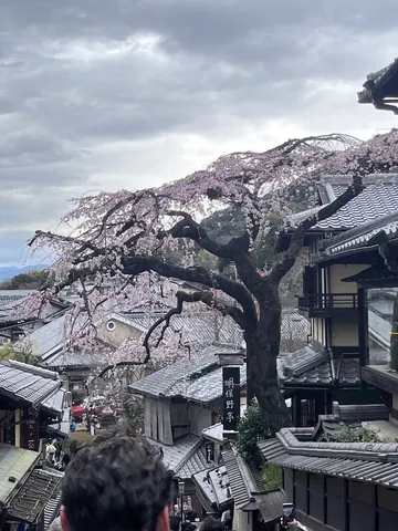 古都を彩る、しだれ桜の春