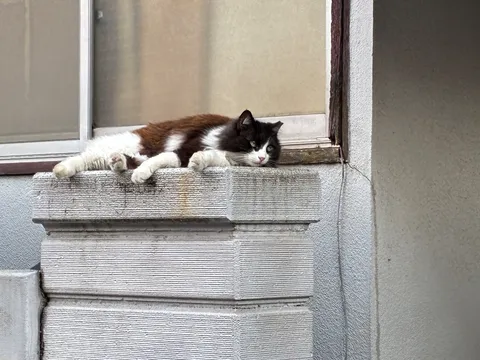 外階段でひと休みの猫