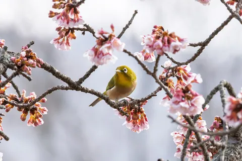 桜の枝のちっちゃな主役