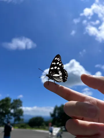 澄んだ空と蝶の静けさ