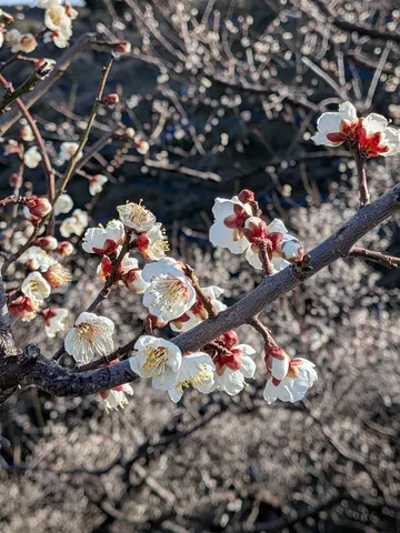 春の息吹、梅の白と紅