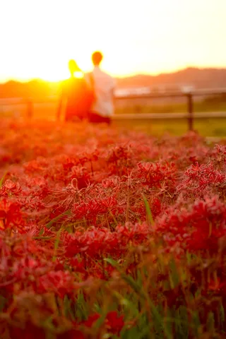 夕陽と赤花の風景