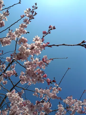 青空に映える満開の桜