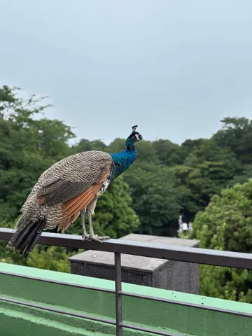 雨上がりの孔雀、物思いにふける