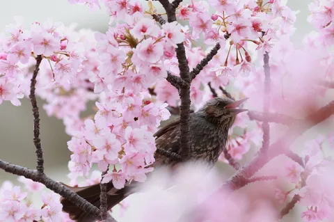 春告げる鳥の声