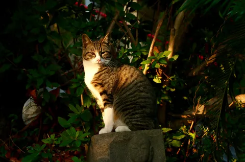 日向でくつろぐ猫