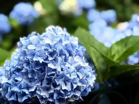雨粒を纏う、青い紫陽花