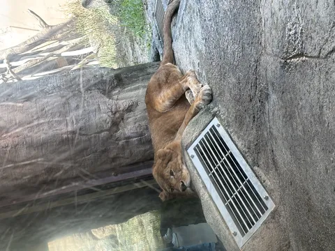 のんびりライオンの午後