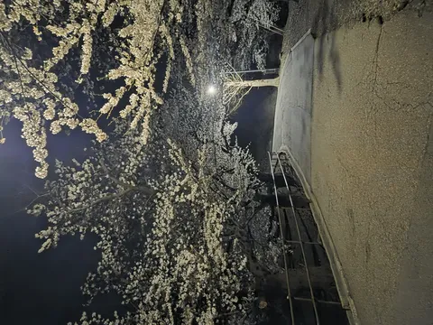 光る夜桜、その先は？