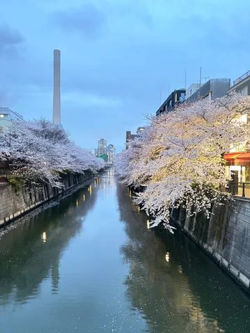水辺に咲く桜と街