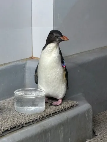 水辺に佇む、静かなる探求者