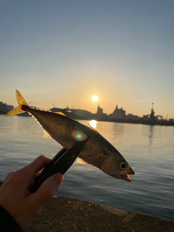 夕陽を背に泳ぐ魚