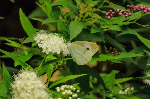 蝶と白い花、夏のひととき