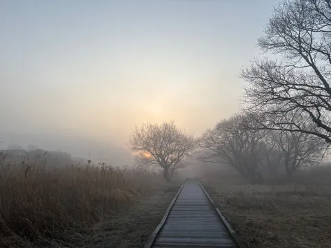 朝霧の木道、光の予感