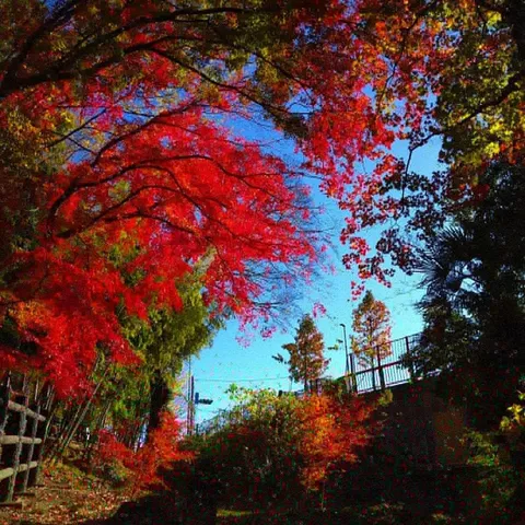 鮮やかな紅葉のトンネル