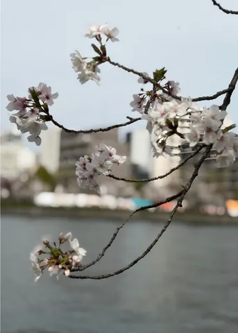 川沿いの桜、風に揺れて