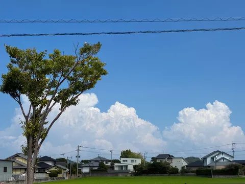 青空と木陰の静かな日常