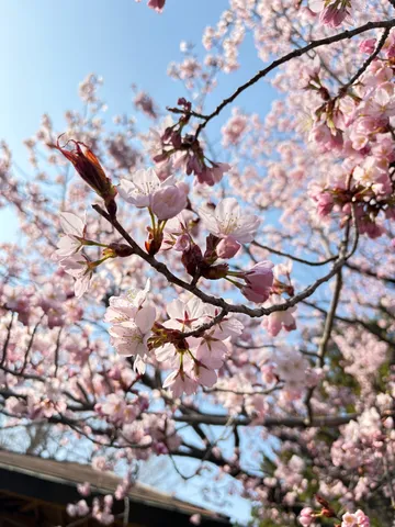 春の訪れ、淡い桜色の息吹