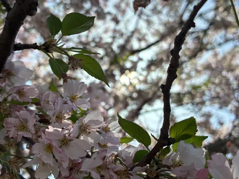 淡く色づく春の訪れ