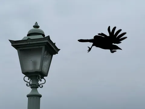 カラス、一瞬の舞