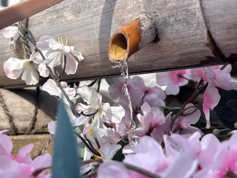 風情ある竹筒から流れる水と桜