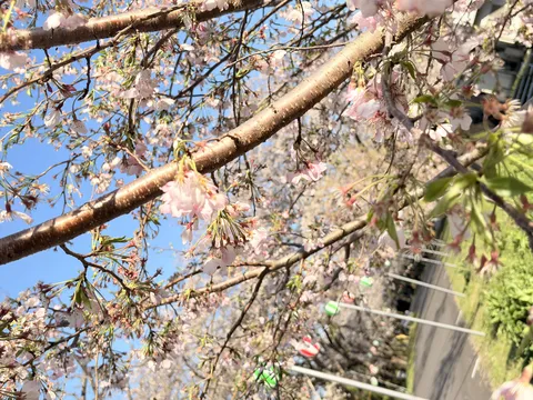 春の日に見上げる桜