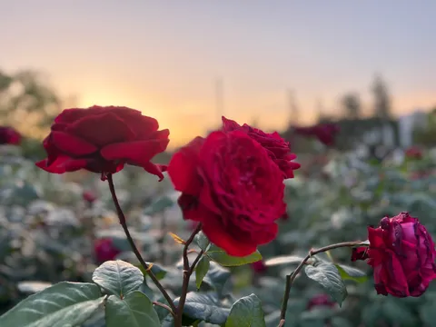 夕陽に染まる、燃えるような赤。