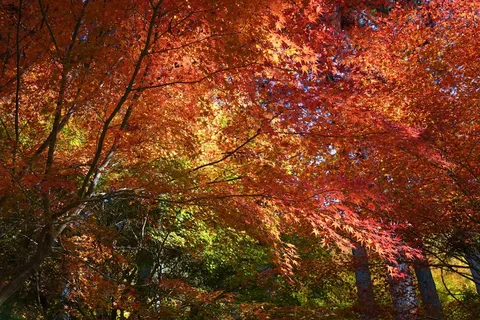 燃えるような紅葉に心奪われる