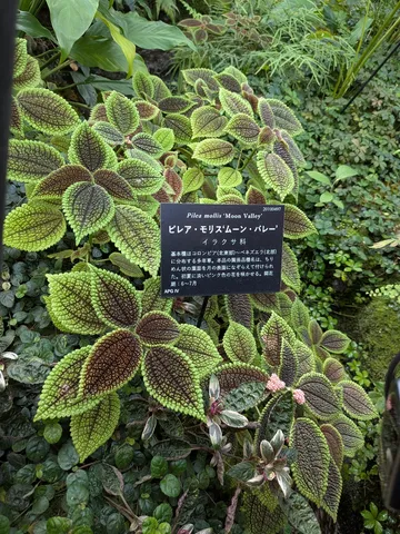 月面を思わせる葉の模様