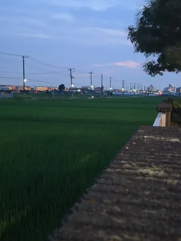 夕暮れ時の水田と電柱