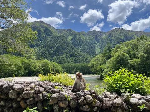 渓流のほとり、山の住民