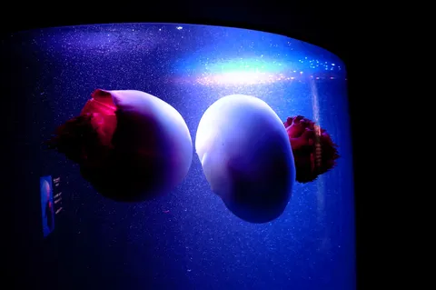 水槽に浮かぶ卵と薔薇