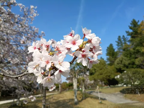 青空に揺れる白い花