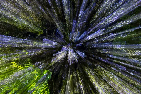 中心に拡がる花の光
