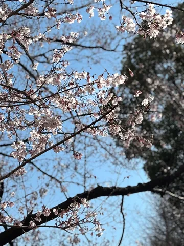 春の息吹、淡く儚い桜