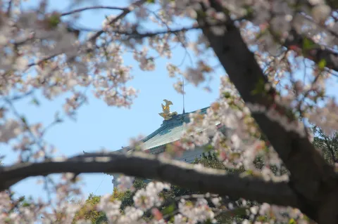 花より屋根？！見つけちゃった