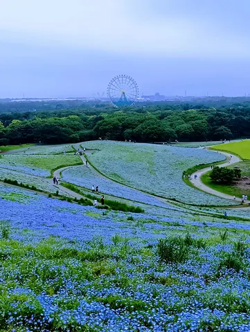 青い花畑と遠くの観覧車