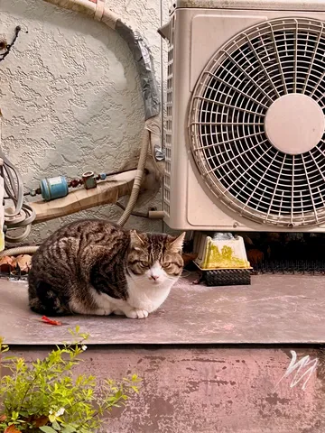 一匹の猫と静かな時間