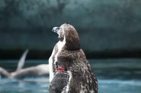 青き水辺に佇む、静かなるペンギン