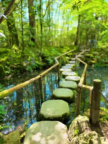 緑深き森の石畳