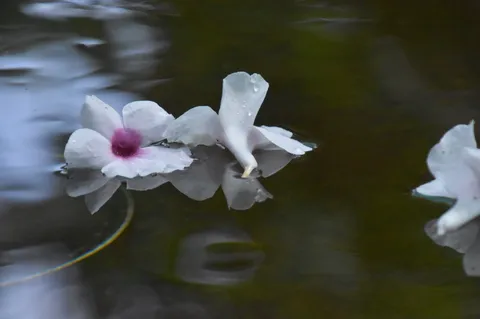水面に浮かぶ花、儚い水彩画