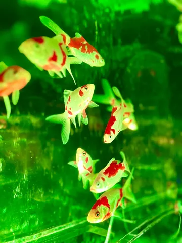 赤と白のコントラストが際立つ金魚たち