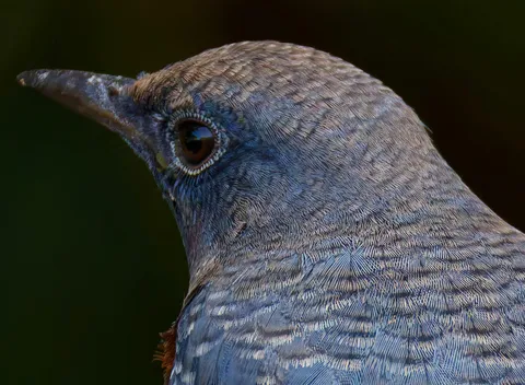 青い羽根に秘めたる神秘