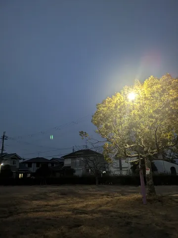 夜の街路樹と灯り