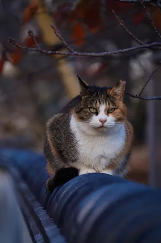 塀の上、猫の哲学