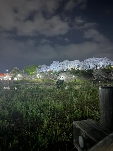 夜桜の幻想的な夜景